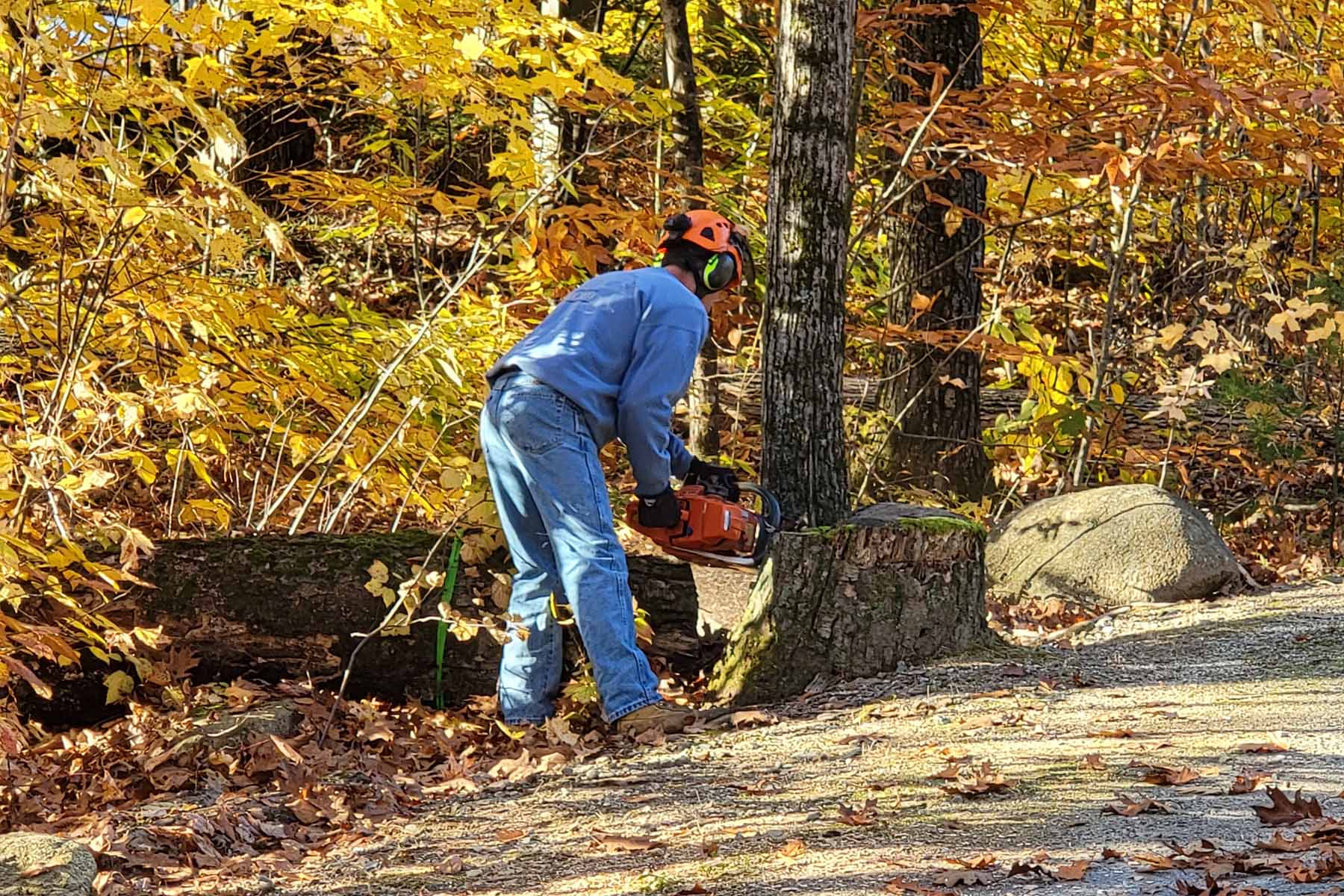 Professional tree removal