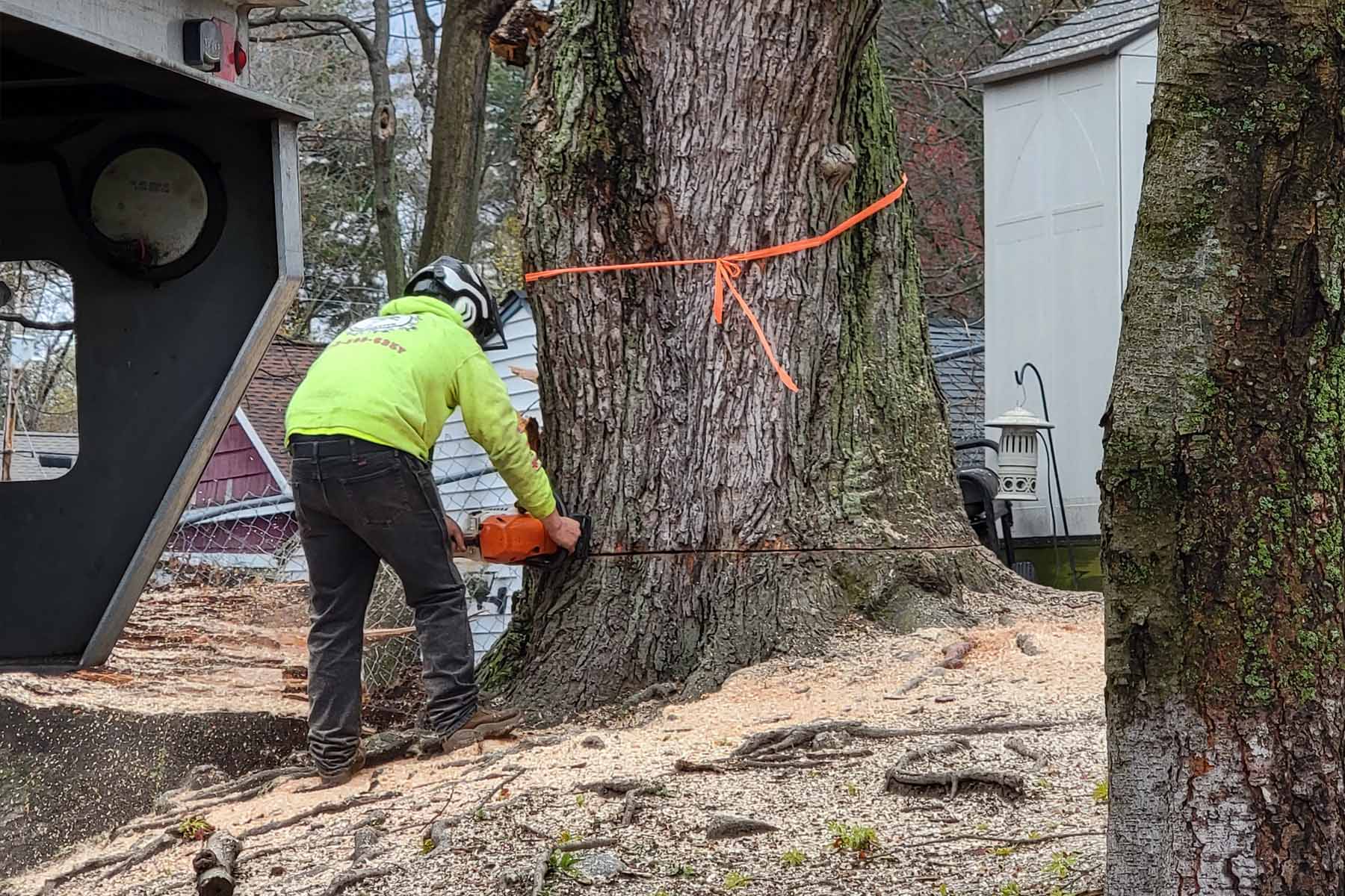 Expert tree trimming